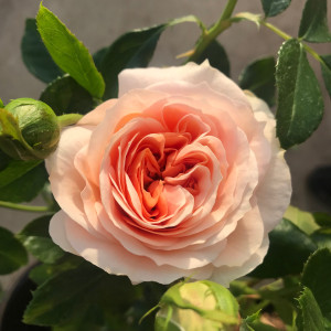 SANGERHAUSER JUBILAUMS-ROSE